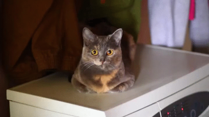 A cat on a dryer